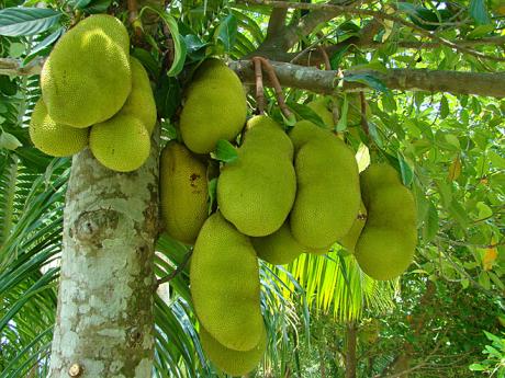 Žakie (jakcfruit) patří mezi vůbec největší ovoce na světě