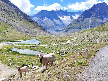 Ve Švýcarských Alpách se můžete setkat s místním plemenem ovce