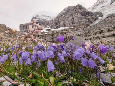 Zvonek horský rostoucí na svazích švýcarských čtyřtisícovek