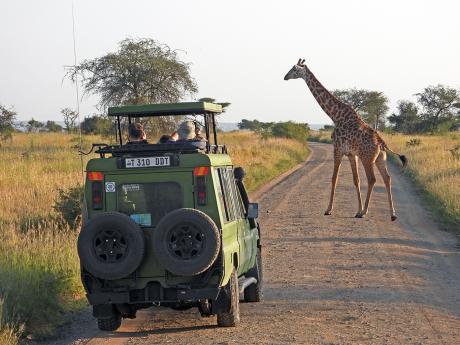 Občas nám na safari hned před jeepem přeběhne přes cestu žirafa