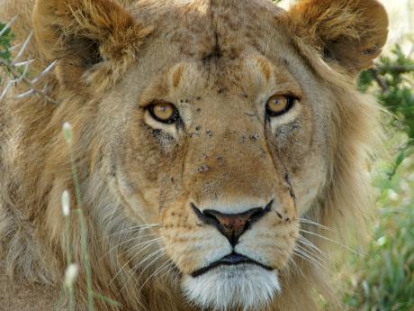 Lev pustinný je druhou největší kočkovitou šelmou