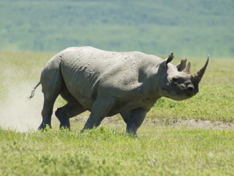 Nosorožec dvourohý na travnaté savaně kráteru Ngorongoro