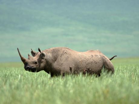 Ani v uzavřeném kráteru Ngorongoro není úplně lehké najít nosorožce