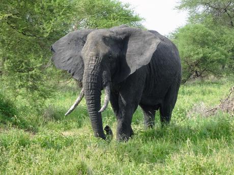 Dospělý slon africký denně spořádá až 225 kg potravy