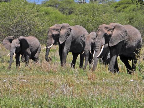 Sloní stádo tvoří příbuzné samice a jejich mláďata