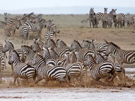 Každá zebra má originální vzor pruhování
