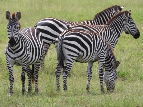 Zebry na dně kaldery Ngorongoro