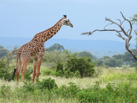 Žirafa cestou do NP Serengeti