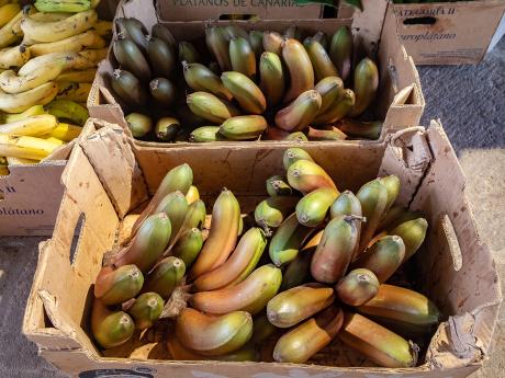 Na Kanárských ostrovech se můžete setkat s několika druhy banánů