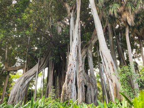 Botanická zahrada v Puerto de la Cruz má několik unikátních exponátů