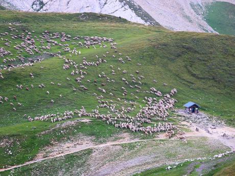Stovky roztroušených oveček dotváří malebný obraz alpské krajiny 