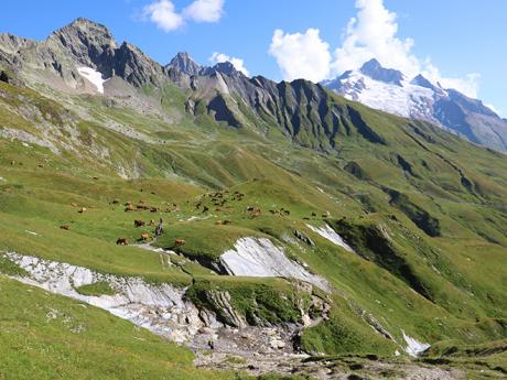 Louky pod Mont Blancem se často využívají jako pastviny